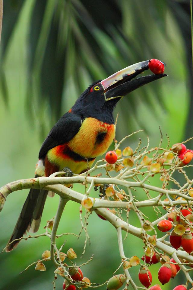 Collared Aracari, Pteroglossus torquatus, Honduras